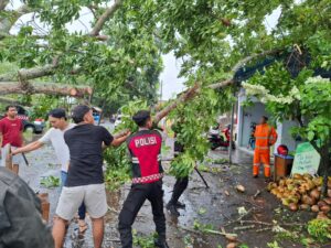 Respon Cepat; Polresta Banyuwangi Bantu Evakuasi Pohon Tumbang