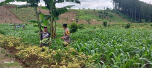 Implementasi Asta Cita Presiden; Peran Aktif Bhabinkamtibmas Polresta Banyuwangi dalam Program Ketahanan Pangan Dengan Monitoring tanaman Jagung