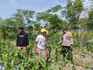 Bhabinkamtibmas Polresta Banyuwangi monitoring pertumbuhan tanaman jagung dalam rangka dukung Ketahanan Pangan