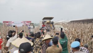 Kapolda Jawa Timur dan Forkopimda Panen Raya Jagung di Prambon Sidoarjo