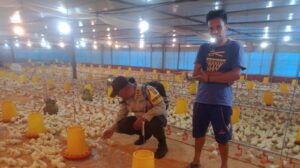 Wujudkan Asta Cita Presiden; Bhabinkamtibmas Polresta Banyuwangi Dukung program ketahanan Pangan dengan Terjun langsung ke Warga