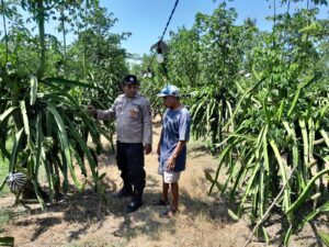 Implementasi Asta Cita Presiden; Bhabinkamtibmas Polresta Banyuwangi dukung Pemanfaatan Pekarangan untuk Budi Daya Tanaman Naga