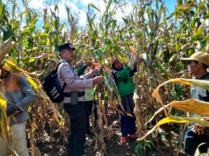 Dukung Ketahanan Pangan, Bhabinkamtibmas Polresta Banyuwangi Dampingi Panen Jagung di Lahan Perhutani
