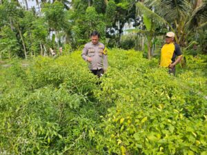 Bhabinkamtibmas Polresta Banyuwangi Dukung Ketahanan Pangan dalam Program Pemanfaatan Lahan Pekarangan Dengan Tanaman Cabai