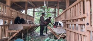 Bhabinkamtibmas Polresta Banyuwangi Dampingi Warga Berternak Kambing Dalam Program Ketahanan Pangan