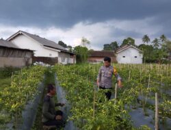 Budi Daya Cabai Rawit; Bhabinkamtibmas Polresta Banyuwangi Dukung Ketahanan Pangan Dengan pemanfaatan lahan pekarangan