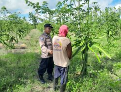 Masifkan Tanam Buah Naga; Bhabinkamtibmas Polresta Banyuwangi dukung Pemanfaatan Pekarangan program ketahanan pangan