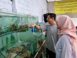 Kampung Lobster Banyuwangi, Sukses Budidaya Lobster Hingga Ekspor ke Tiongkok