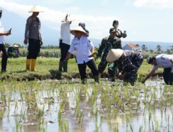 Salah Satu Lumbung Padi Nasional, Banyuwangi Turut Tanam Padi Serentak Bersama Presiden Prabowo