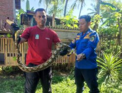Heboh! Ular Piton Telan 8 Ayam di Karangente Banyuwangi