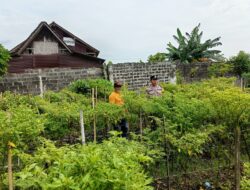 Bhabinkamtibmas Polresta Banyuwangi Lakukan Pendampingan petani cabe yang Manfaatkan lahan pekarangan rumah
