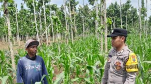 Polresta Banyuwangi Dukung Ketahanan Pangan Lewat Pendampingan Petani Jagung