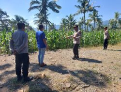 Polresta Banyuwangi Tinjau pertumbuhan tanaman Jagung di Glenmore