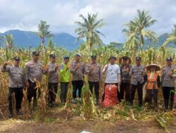 Polresta Banyuwangi Dorong Ketahanan Pangan, Bhabinkamtibmas Dampingi Panen Jagung di Glenmore