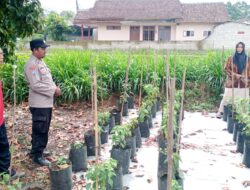 Polisi Aktif Dampingi Warga Manfaatkan Pekarangan Wujud Dukungan Pelaksanaan Program Ketahanan Pangan di Banyuwangi