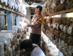 Bhabinkamtibmas Polresta Banyuwangi Dorong Ketahanan Pangan Lewat Budidaya Jamur Tiram