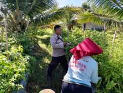 Polsek Tegaldlimo Polresta Banyuwangi Bersama Warga Lakukan Perawatan Tanaman Cabai Dukung Ketahanan Pangan