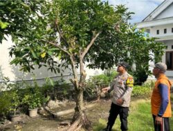 Dukung Program Nasional Ketahanan Pangan, Polsek Tegalsari Monitoring Pekarangan Pangan Bergizi