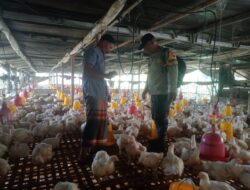 Bhabinkamtibmas Polsek Sempu ,Pendampingan Pemanfaatan Pekarangan Rumah Dalam Budidaya Ternak Ayam