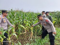 Jelang Panen, Polresta Banyuwangi Tinjau Lahan Jagung perkuat ketahanan pangan