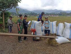 Babinsa Kawal Ketat Serapan Gabah Petani di Kalibaru: Ibu Gina Panen Raya 4,3 Ton!