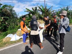 Babinsa Desa Dasri Dampingi Serapan Gabah Oleh Bulog Kepada Petani