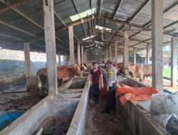 Polsek Genteng Dukung Warga Setail Manfaatkan Ternak Sapi untuk Gizi Keluarga