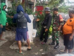 Tiga Babinsa Produktif Kawal Serapan Gabah Bulog Di Tiga Desa Sekaligus