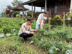 Sukseskan Ketahanan Pangan Nasional, Kapolsek Licin Polresta Banyuwangi Tinjau Budidaya Cabai di Desa Segobang