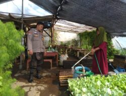 Bhabinkamtibmas Polsek Kalibaru Kawal Pemanfaatan Pekarangan Bergizi, Warga Tanam Terong di Pekarangan Rumah