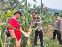 Tinjau lahan Jagung yang Siap Panen di Glenmore, Polresta Banyuwangi Dukung Ketahanan Pangan