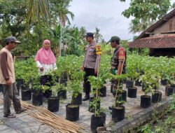 Bhabinkamtibmas Kedungasri Polsek Tegaldlimo Dukung Ketahanan Pangan Lewat Monitoring Pertumbuhan Tanaman Cabai dan Terong