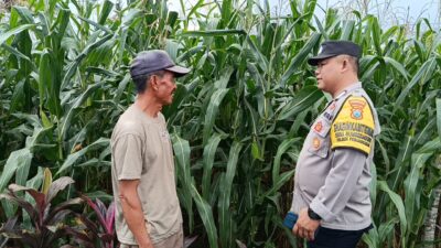 Bantu Petani Jagung, Polresta Banyuwangi Turun Langsung ke Lahan