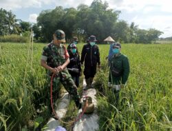 SINERGITAS PRODUKTIF TINGKATKAN KETAHANAN PANGAN: KASDIM 0825/BANYUWANGI HADIRI GERAKAN PENGENDALIAN OPT DI DESA ALAS MALANG
