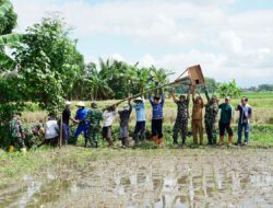 Tekan Hama Tikus, Pemkab Banyuwangi Lepas Ratusan Burung Hantu di Sentra Padi