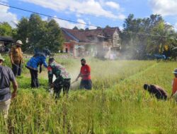 Sinergi TNI, Petani, dan PPL Aksi Nyata Pengendalian Hama Tikus di Dusun Langring, Desa Jambesari sebagai Upaya Menjaga Ketahanan Pangan Lokal di Kecamatan Giri