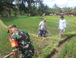 Babinsa Aktif Dukung Gardal OPT di Tamansuruh: Langkah Inovatif Tangani Hama Tikus Sawah