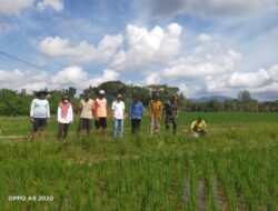Babinsa dan BPP Bangorejo Laksanakan Gerakan Pengendalian Hama Tikus Demi Pertanian Lebih Produktif