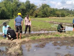 Babinsa Koramil 0825/12 Rogojampi Produktif Bersama Stakeholder Galakkan Pengendalian Hama Tikus Di Desa Aliyan