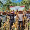 Kasdim 0825/Banyuwangi Laksanakan Panen Raya Jagung Serentak Quartal 2 Tahap 2 Tahun 2025
