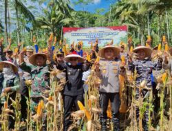 Kasdim 0825/Banyuwangi Laksanakan Panen Raya Jagung Serentak Quartal 2 Tahap 2 Tahun 2025