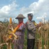 Polisi di Banyuwangi Dampingi Petani Panen Jagung Dukung Swasembada Pangan, Sukseskan Program Asta Cita Presiden Prabowo Subianto