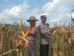 Polisi di Banyuwangi Dampingi Petani Panen Jagung Dukung Swasembada Pangan, Sukseskan Program Asta Cita Presiden Prabowo Subianto