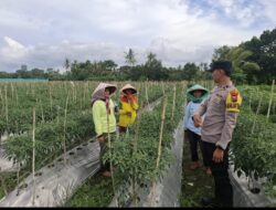 Dukung Ketahanan Pangan dengan Pemanfaatan Lahan Produktif: Peran Bhabinkamtibmas Polresta Banyuwangi Dalam Budidaya Cabai