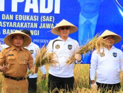 Kakanwil Ditjenpas Jatim Pimpin Panen Raya Padi di SAE Lapas Banyuwangi