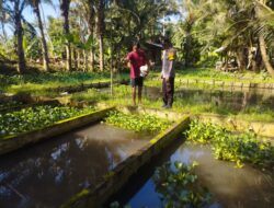 Polresta Banyuwangi Dukung Program Ketahanan Pangan, Bhabinkamtibmas Tinjau Budidaya Ikan Nila di Pekarangan Warga