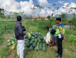 Bhabinkamtibmas Polresta Banyuwangi Dampingi Petani semangka, Dorong Ketahanan Pangan dari Desa