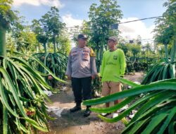 Dorong Ketahanan Pangan, Bhabinkamtibmas Banyuwangi Masifkan Tanam Buah Naga di Pekarangan Warga