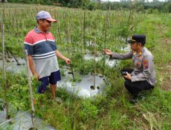 Sukseskan Ketahanan Pangan Nasional, Kapolsek Licin Polresta Banyuwangi Tinjau Budidaya Cabai di Desa Kluncing
