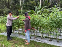Dukung Program Ketahanan Pangan Presiden Prabowo Subianto, Kapolsek Licin Polresta Banyuwangi Tinjau Budidaya Tomat